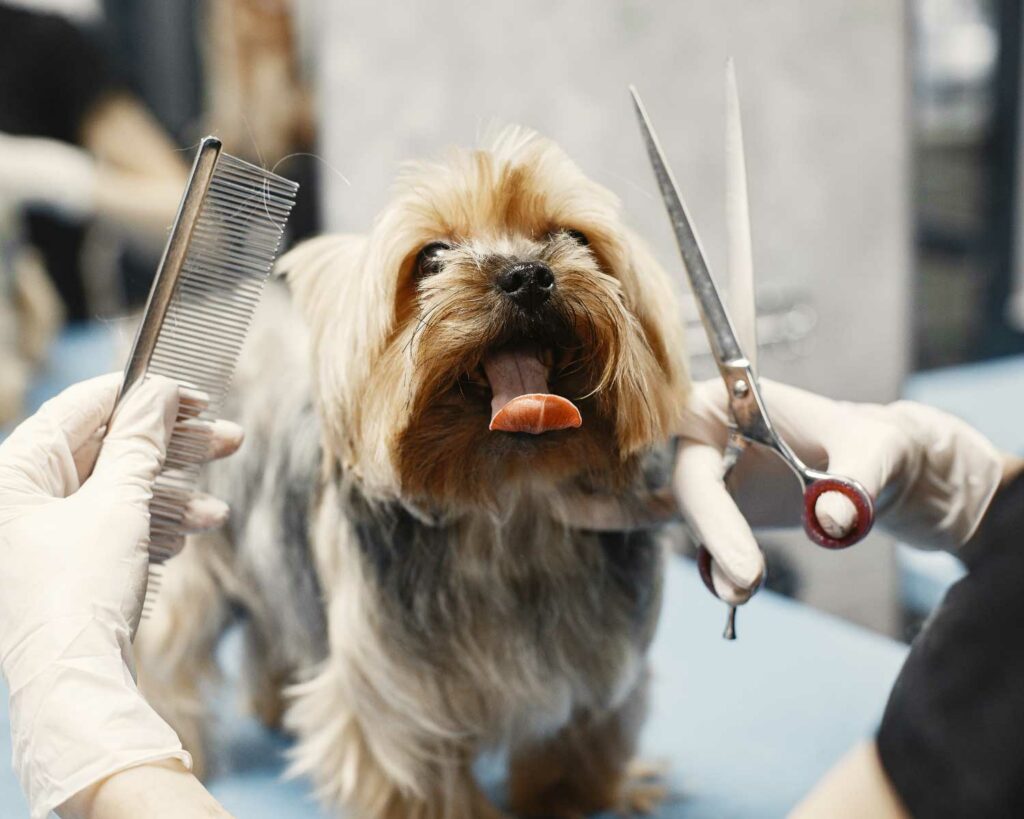 Small dog looking up at groomer, smiling, while getting groomed/trimmed